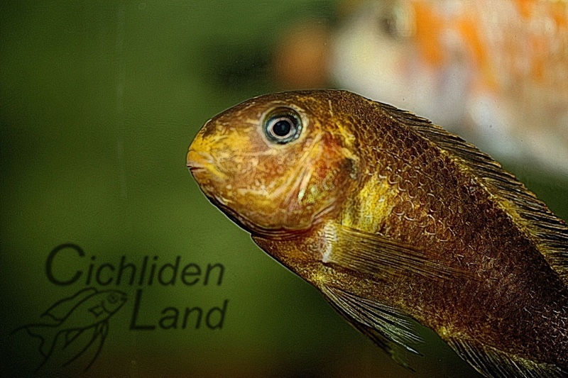 Tropheus sp. 'kipili' Ulwile Island (Kushangaza)